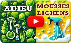 Nettoyage Mousses et Lichens
