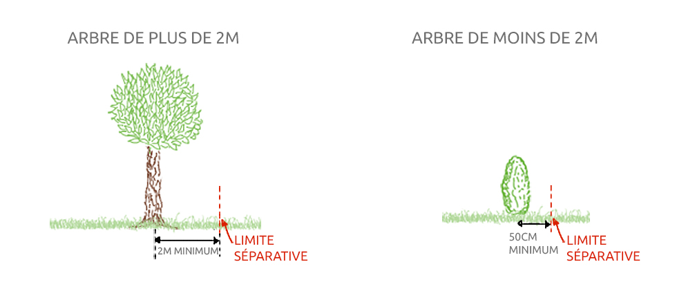 Hauteur des végétaux