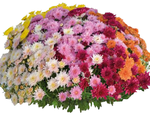 chrysantheme-multicolore
