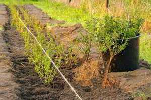 Plantation d'une haie